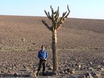 Kaktus im Altiplano