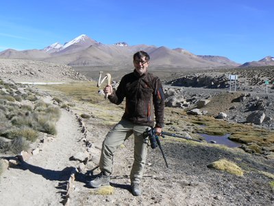 Lama Bein im Altiplano