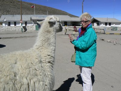 Lama mit einem unserer Gäste