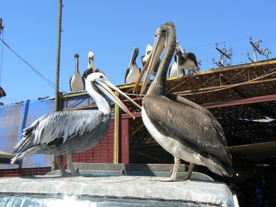 Pelikane an der Küste