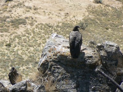 Kondore am Colca Canyon
