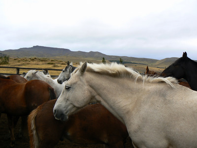 Pferde_Patagonien