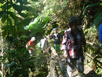 Dschungel bei Puyuhuapi