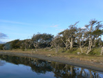 Bäume Lago Blanco