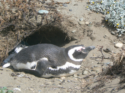 Pinguine Ottway