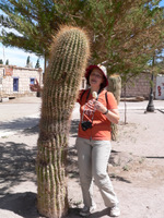 Petra-Kaktus