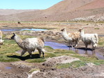 Lamas Atacama