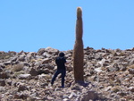 Kaktus Atacama